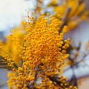 El Tepezcohuite, un árbol de acacia con flores amarillas conocido como el árbol de la piel.