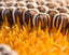 El aceite de girasol usado en nuestro Limpiador Facial Suave BlauVerde está prensando en frio de las semillas. Es rico en vitamina A y K.