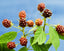 El aceite de semillas de zarzamora es un power house. Es rico en antioxidantes que protegen la piel del estrés oxidativo y la mantienen elástica.