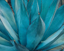 El agave es el ingrediente estrella en el Suero de Plantas Desérticas BlauVerde. Combate los radicales libres que provocan los signos de envejecimiento prematuro y tiene efecto hidratante. 